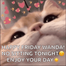 a picture of a cat with the words happy friday wanda no sitting tonight enjoy your day written on it