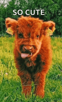 a brown puppy with a yellow tag on its ear is sticking its tongue out in a field with the words so cute below it