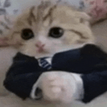 a cat wearing a suit and tie is sitting on a couch .