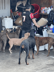 a man wearing a jersey with the number 7 on it is surrounded by dogs