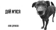 a black and white photo of a dog with the words " dai m'aica " on the bottom