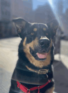 a close up of a dog with its tongue hanging out and a red collar