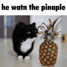 a black and white cat standing next to a pineapple that says " he watn the pinaple "