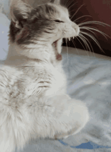 a close up of a cat yawning with its tongue out