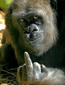 a gorilla is giving the middle finger to the camera while laying on the ground .