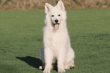 a white puppy is sitting on a lush green field with its tongue hanging out .