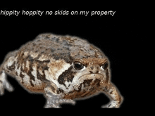 a close up of a frog on a black background with the words `` hippity hoppity no skids on my property '' above it .