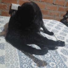 a black cat laying on a bed with a blue and white blanket