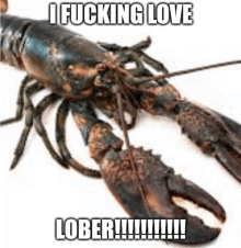 a lobster with a caption that says `` i fucking love lober ! ''