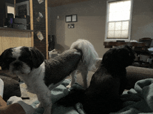 three dogs are sitting on a couch in a living room with a sign on the wall that says ' i love you '