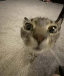 a close up of a cat 's face looking up at the camera on a carpeted floor .