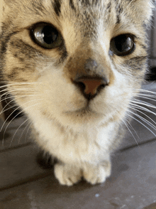 a close up of a cat 's face with its eyes looking at the camera