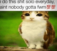 Fuck With Me Cat Meme