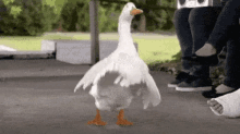 a white duck is standing on its hind legs on a sidewalk next to a person with a cast on their foot .