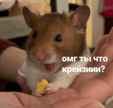 a hamster is being held in a person 's hand and the hamster is holding a piece of cheese