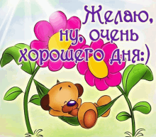 a cartoon of a teddy bear laying on a flower with the words " желаю ну очень хорошего дня " below it