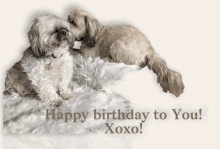 a birthday card with two dogs and the words happy birthday to you