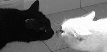 a black and white photo of two cats sniffing each other on a tiled floor .