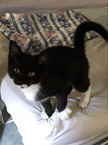 a black and white cat is sitting on a white pillow