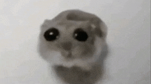 a blurry picture of a hamster with big eyes