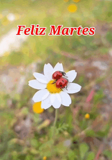 two ladybugs on a white flower with feliz martes written on the top