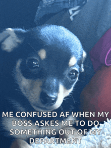 a picture of a puppy with the caption " i confused af when my boss asks me to do something out of my department " on it