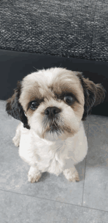 a small brown and white dog sitting on a tiled floor looking up at the camera