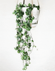 a plant in a white pot hanging from a string