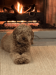 a dog laying in front of a fireplace with a log in it