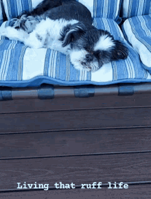 a black and white dog laying on a blue and white striped couch with the words living that ruff life below it