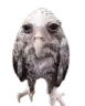 a close up of an owl with a beard and a very large beak on a white background .