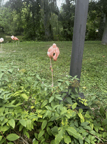 a pink flamingo is standing on a pole in a field