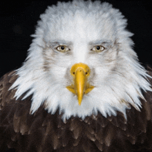 a bald eagle with a yellow beak looks at the camera with a black background