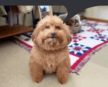 a small brown dog sitting on a rug with a speech bubble above it