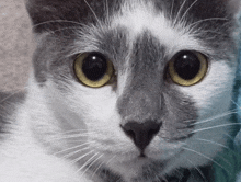 a close up of a gray and white cat 's face with yellow eyes