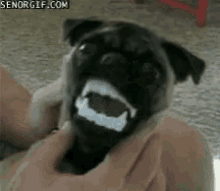 a person is petting a pug dog with a fake mouth