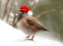 a small bird wearing a red santa hat is standing in the snow .