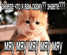 a kitten is being held in someone 's hands with a caption in a foreign language that says may may may may