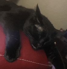 a black cat laying on a red couch