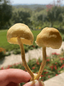 a person is holding two mushrooms in their hand with a garden in the background