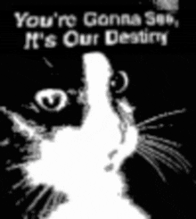 a black and white image of a cat with the words " you 're gonna see it 's our destiny "