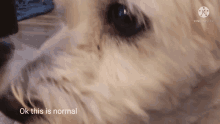 a close up of a dog with the words " ok this is normal " next to it