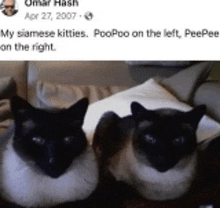 two siamese cats are sitting next to each other on a couch in a facebook post