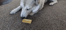 a dog laying on a carpet chewing on a small piece of cheese