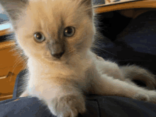 a small white kitten laying on a person 's lap