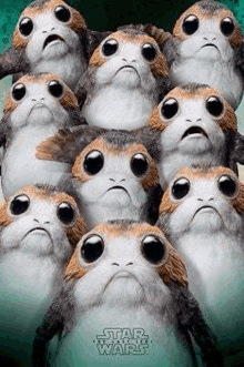 a bunch of porgs from star wars are sitting next to each other .