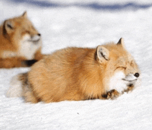 two foxes are laying in the snow and one is sleeping