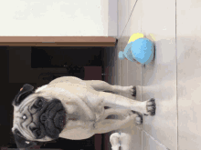 a pug dog standing on a tiled floor next to a toy