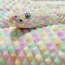 a close up of a colorful snake 's skin with hearts on it