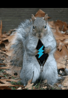 a squirrel with a lightning bolt on it 's chest